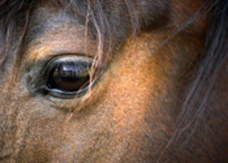 Cel geëist voor fraude met paardenpaspoorten