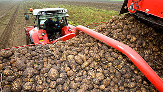 'Aardappel- en uienhandelaren vatbaar voor witwassen'