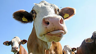 Verdachten vleesschandaal ontkennen beschuldigingen