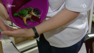 Dennis J. van Dennis Papegaaien krijgt voorwaardelijke celstraf voor illegale handel in geverfde papegaaien