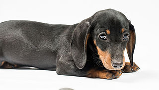 Voorwaardelijke celstraf, boete en beroepsverbod geëist tegen teckelfokkers