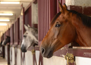 Celstraffen voor fraude met paardenpaspoorten