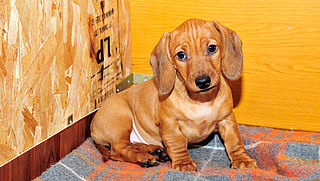 Teckelfokkers aangeklaagd voor onthouden zorg en valsheid in geschrifte