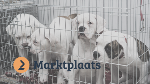 Marktplaats faciliteert malafide puppyhandel van broodfokkers: 'Gezonde pup vinden is moeilijk'