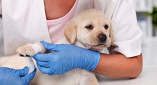 Nieuw meldpunt voor handelaars in zieke puppy's
