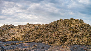 Politie houdt verdachten aan voor mestfraude met tientallen boeren