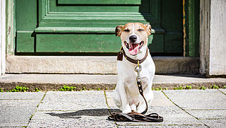 Oplichter laat hond los in huis slachtoffer