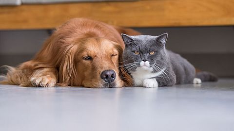 Wil je graag een kat of hond kopen? Pas op voor online oplichting met kittens en pups