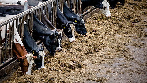 OM eist celstraf voor boeren wegens mestfraude