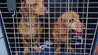 Politie neemt 120 honden in beslag bij kennels in Woerden