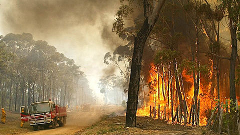 Australische autoriteiten slaan alarm over oplichting rondom verwoestende natuurbranden