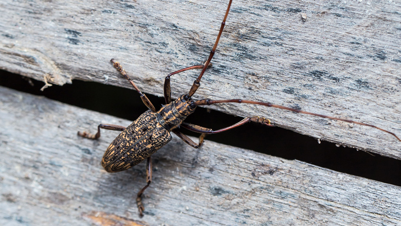 Pas op voor oplichters met smoes over insectenplaag