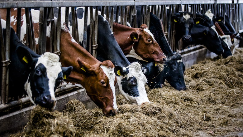 Overgrote deel blokkade melkveehouders opgeheven