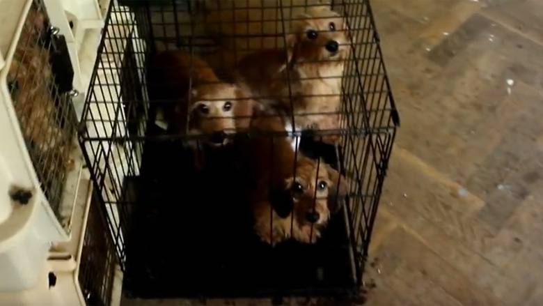 Video: 106 honden weggehaald bij teckelfokkers in Hongarije
